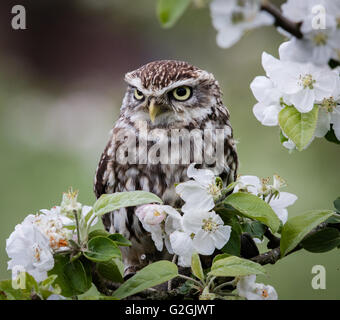 Little Owl Athene noctua posed amongst apple blossom -  trained bird Gloucestershire UK Stock Photo