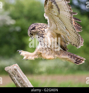 Eagle Owl Bubo bubo in flight over a Gloucestershire field - trained bird Stock Photo