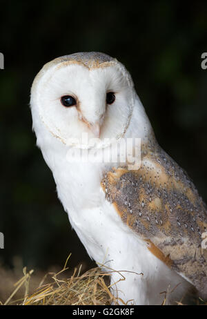 Barn Owl Tyto alba in a Gloucestershire barn - trained bird Stock Photo