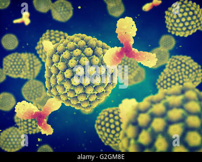 Herpes virus and antibodies , Viral infection , Contagious disease Stock Photo