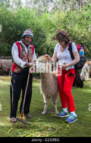 Shepherd and female tourist with an Alpaca in the Sacred Valley of the Incas, Peru Stock Photo