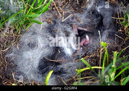 Wild baby bunnies resting in their In-ground nest Stock Photo