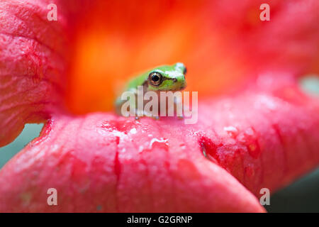 frog Stock Photo