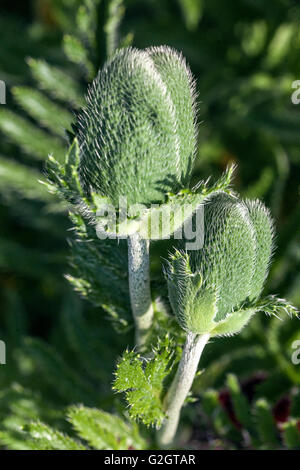 Oriental Poppy bud, Papaver orientale Stock Photo