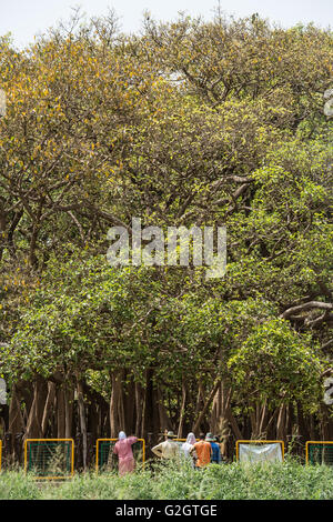 Ficus benghalensis,  Indian banyan, Moraceae, Indian Subcontinent, Asia Stock Photo