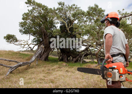 Workers remove and treat Faya bush on Koa tree, Hawaiian Stock Photo