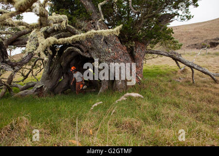 Workers remove and treat Faya bush on Koa tree, Hawaiian Stock Photo