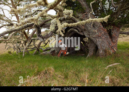 Workers remove and treat Faya bush on Koa tree, Hawaiian Stock Photo