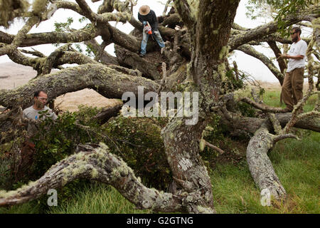 Workers remove and treat Faya bush on Koa tree, Hawaiian Stock Photo