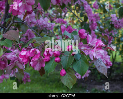 Blooming apple tree in a park in the Polish city of St. Petersburg in the spring in May Stock Photo