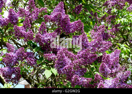 SUTTON-IN-ASHFIELD, NOTTINGHAMSHIRE, UK. MAY 22, 2016. A Lilac tree (Syringa vulgaris) in full bloom at Sutton-in-Ashfield in No Stock Photo