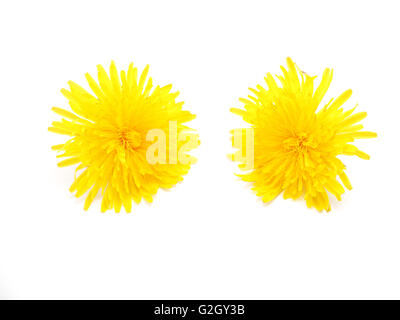 yellow dandelion on a white background Stock Photo