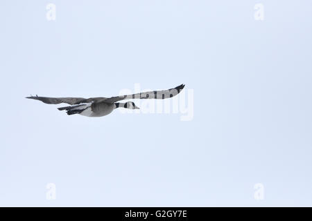 Canada goose - Branta canadensis -  in flight Winnipeg Manitoba Canada Stock Photo