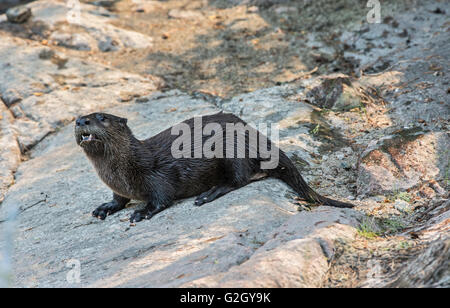 North American river otter (Lontra canadensis) on shore Near Bloodvein Manitoba Canada