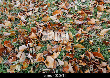 Autumn leaves on grass in city park (Southdale) Winnipeg Manitoba Canada Stock Photo