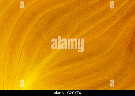 Hosta leaves in autumn (closeup) Winnipeg Manitoba Canada Stock Photo