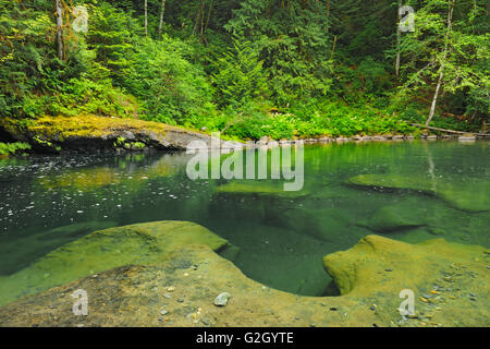 Quiet pool in the Englishman River , Englishman River Falls Provincial Park British Columbia Canada Stock Photo