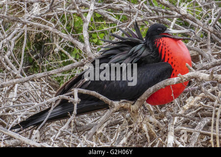 male Frigate bird (Fregata magnificens) displaying with inflated gular pouch. Photographed in the Galapagos Island, Ecuador Stock Photo