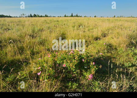 Roses growing in prairie Cypress Hills Provincial Park Alberta Canada Stock Photo
