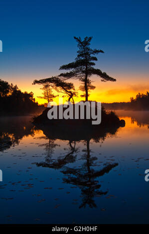 White pine trees on island in McGregor Bay (Georgian Bay) at dawn Whitefish Falls Ontario Canada Stock Photo