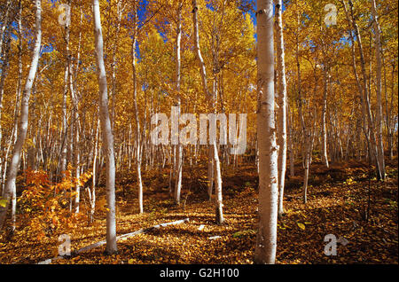 White birch trees in autumn colors Skead Ontario Canada Stock Photo