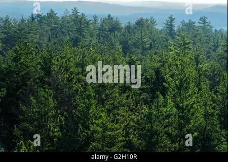 Old growth pine trees in White Bear Forest Temagami Ontario Canada Stock Photo