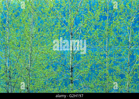 Spring foliage on trembling aspen, Jasper National Park, Alberta ...
