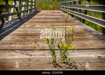 Lonely flower on bridge, Grant Ranch Park, San Jose, California Stock Photo