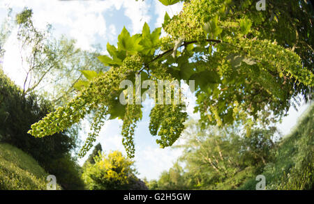 inflorescence of wild sycamore tree blossom long hanging raceme in spring to turn into helicopter seeds Stock Photo