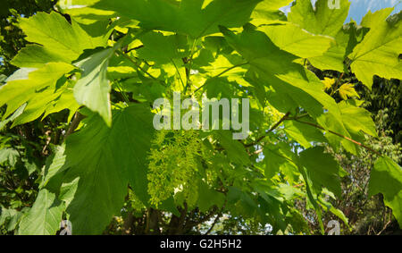 inflorescence of wild sycamore tree blossom long hanging raceme in spring to turn into helicopter seeds Stock Photo