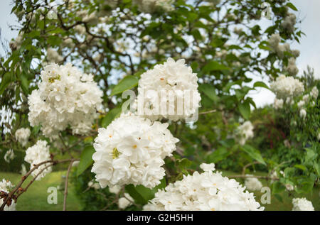 brilliant white blooms of a miniature lilac tree in full blossom Stock Photo