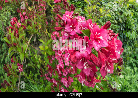 masses of summer flowers to Weigela florida Pink Princess Stock Photo