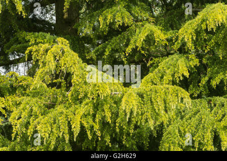 gentle new soft green pine needles of mature conifer cedar tree where new pine cones will develop and grow Stock Photo