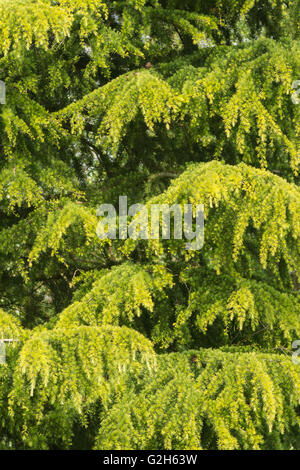 gentle new soft green pine needles of mature conifer cedar tree where new pine cones will develop and grow Stock Photo