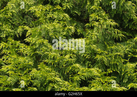 details of small delicate leaves of conifer cypress tree with mini seed cones amongst dark depths of foliage Stock Photo