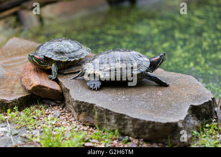 two freshwater turtles on a rock in pond Stock Photo