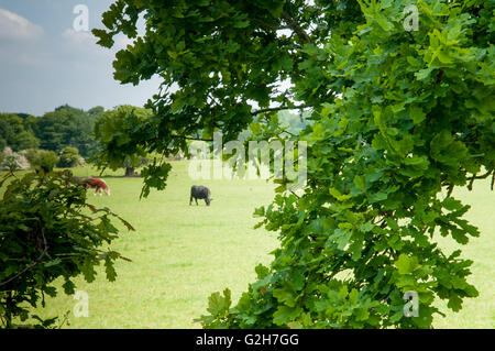 Cows grazing in the pasture on a summers day Stock Photo
