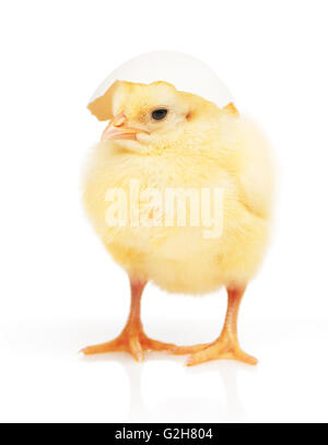 Small yellow chicken with part of white eggshell on his head isolated on white background Stock Photo