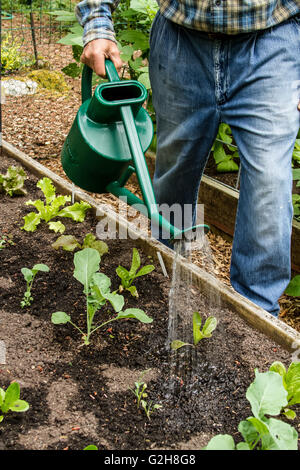 Man hand watering his lettuce starts in Issaquah, Washington, USA Stock Photo