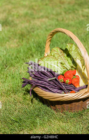 Basket of freshly harvested produce (beans, strawberries & lettuce) sitting in the lawn Stock Photo