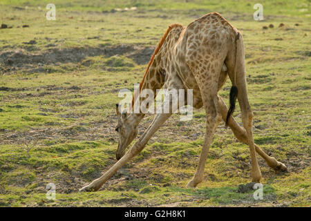 South African Giraffe with front legs spread while eating grass, putting in in a vulnerable position to prey Stock Photo