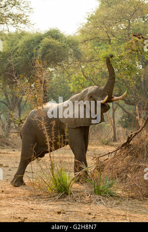 African Elephant with elevated trunk, eating tree leaves in Lower Zambezi National Park, Zambia, Africa Stock Photo