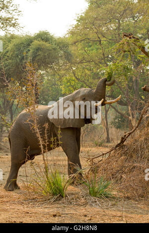 African Elephant with elevated trunk, eating tree leaves in Lower Zambezi National Park, Zambia, Africa Stock Photo