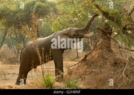 African Elephant with elevated trunk, eating tree leaves in Lower Zambezi National Park, Zambia, Africa Stock Photo