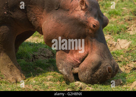 Close-up of hippopotamus eating grass in the area directly in front of the Royal Zambezi Lodge, Zambia, Africa. Stock Photo