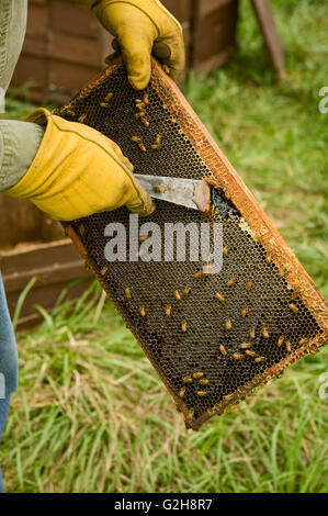 Man showing a frame full of honey, poking it with his hive tool, to show the honey, covered by honeybees Stock Photo