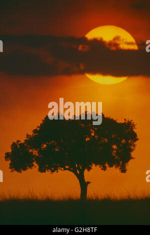 Acacia tree silhouette with sun setting behind it in Maasai Mara, Kenya Stock Photo