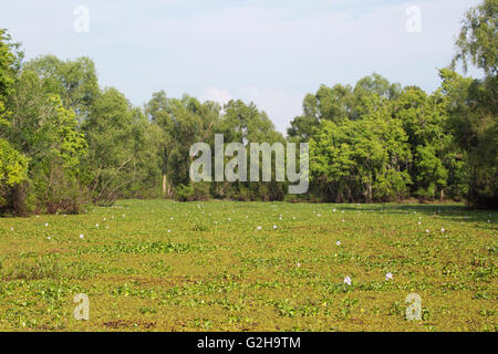 Salvinia and Water Hyacinth (Eichhornia crassipes) completely covering the water surface in Atchafalaya Swamp Stock Photo