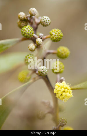 Koa flower blossoms, Hawaiian Legacy Hardwood, Kukaiau Stock Photo