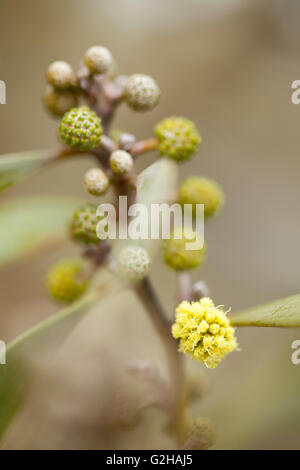 Koa flower blossoms, Hawaiian Legacy Hardwood, Kukaiau Stock Photo